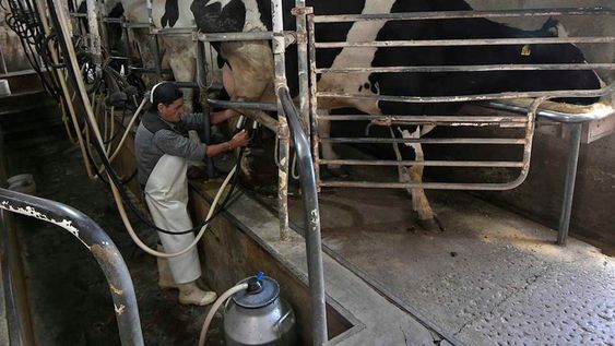Por el bajo precio pagado al productor, muchos tambos están cerrando en todo el país y los que se mantienen trabajan a pérdida. Foto: Orlando Pelichotti / Los Andes