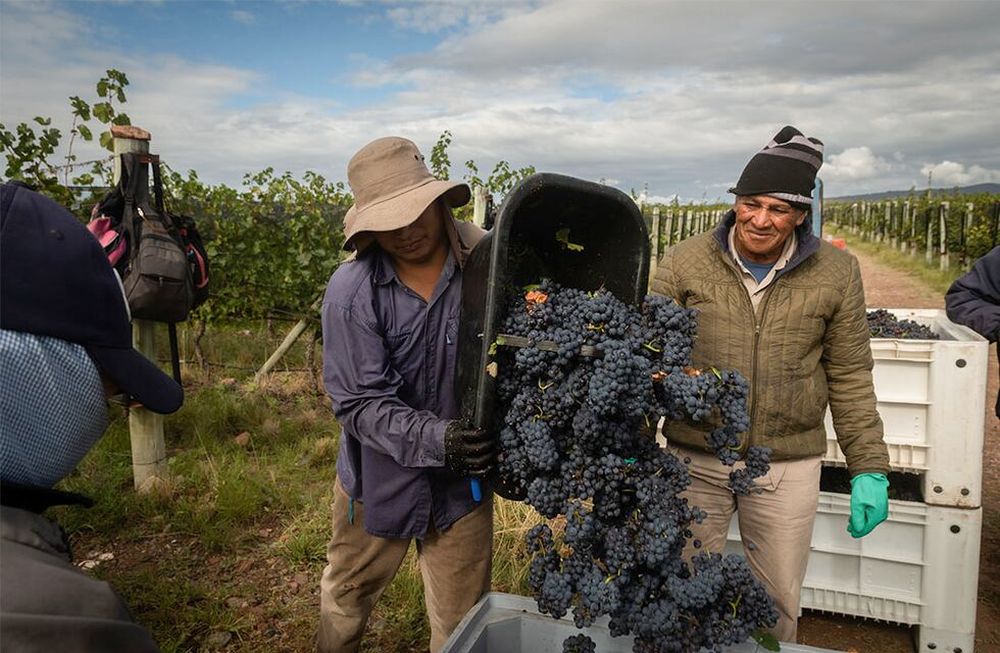 Los trabajadores del campo de Mendoza y Jujuy pueden seguir cobrando $10.000 mientras no haya actividad, más la AUH y la Tarjeta Alimentar. Foto: Ignacio Blanco / Los Andes