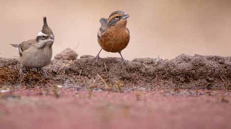 Los Andes | Así es el refugio de aves más importante de Cuyo y donde se pueden ver y fotografiar animales sin costo. Foto: Instagram @reservaprivada_puntadelagua