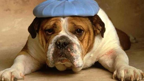 Mascotas: golpes de calor fatales, ¿cómo resguardarlos del peligro?