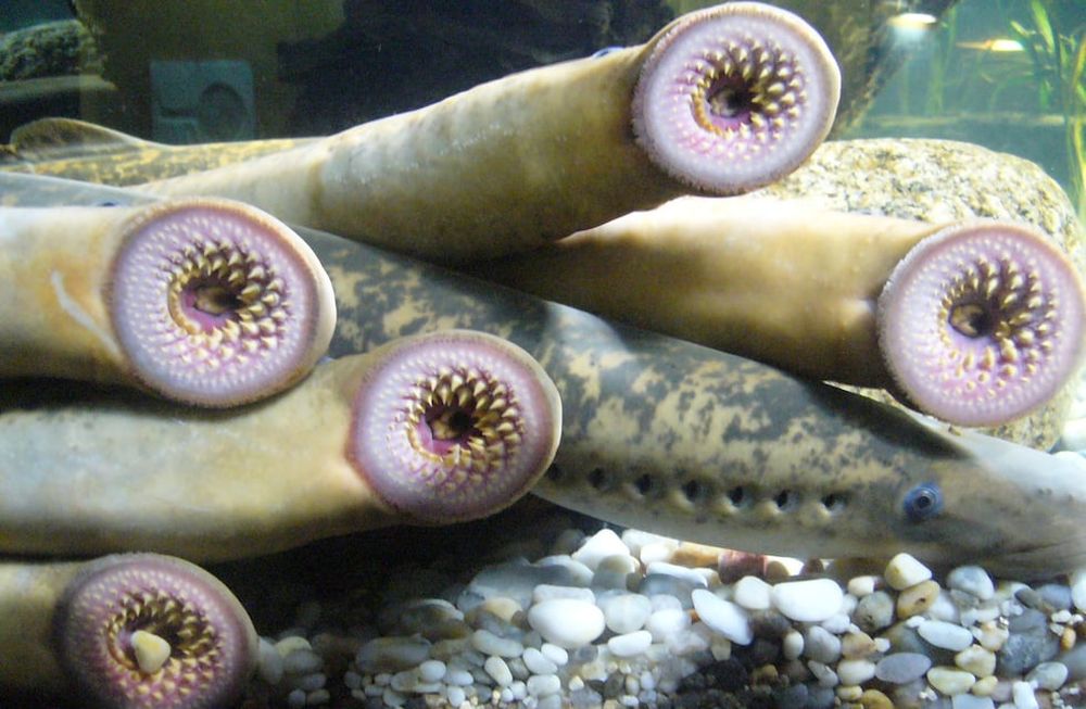 Catorce agujeros en su cuerpo, boca circular e incontables dientes: así es el vampiro de agua que atemoriza en Instagram