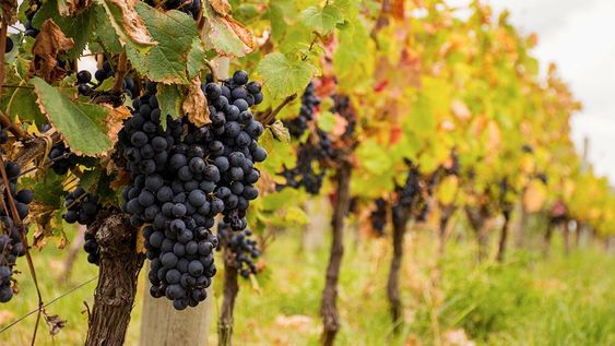 Trece de las 19 economías regionales cuyo seguimiento realiza Coninagro se encuentran en rojo, incluida la producción de vinos y mostos. Foto: Los Andes