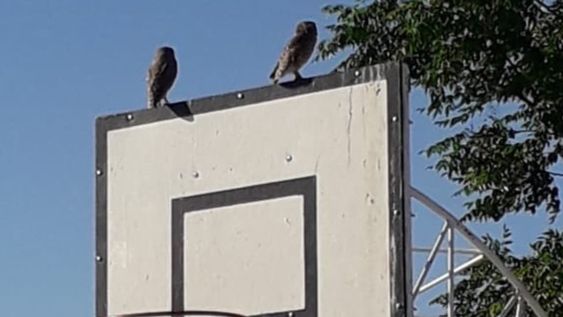 Una familia de lechuzas anidó en una escuela y los alumnos las protegieron e integraron a sus rutinas. Foto: Gentileza Fundación Cullunche.
