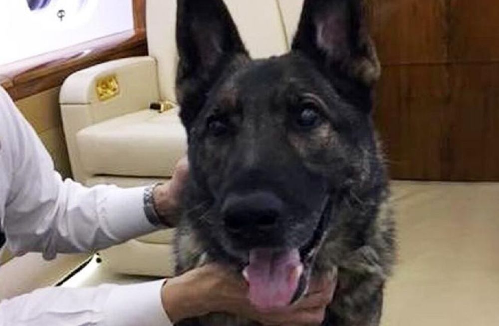 Por error, un perro que tenía que estar con su familia en EEUU terminó en Japón