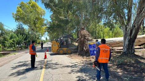 Siguen los trabajos de despeje tras la caída de 60 arboles en la Ruta 50&nbsp;
