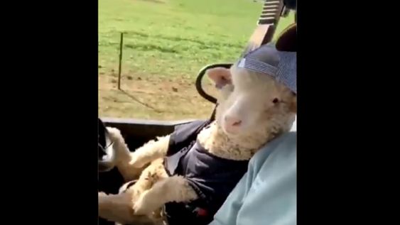 Video: Oscar, la oveja twitera, ahora inspira a otros ganados