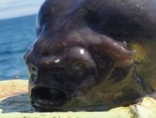 Impactante hallazgo en el océano: encuentran un extraño pez alien en Rusia