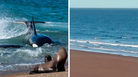 Una orca se acercó a un kayakista en Río Negro y el episodio quedó grabado. (archivo)