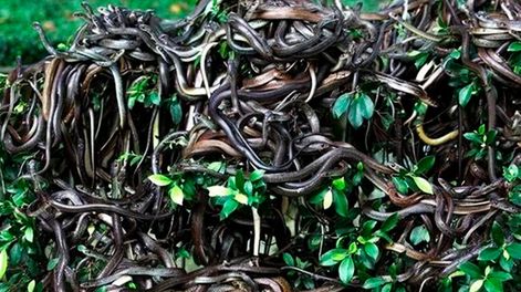 Los Andes | Ilha da Queimada Grande, Isla de las Cobras, Brasil. Foto: Perfil