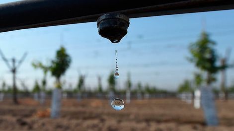 Los Andes | Tecnificación. Se destinaron $1.796.363.579, para desarrollar un plan riego eficiente, aplicado -entre otros- a las plantaciones de ciruela y cereza.