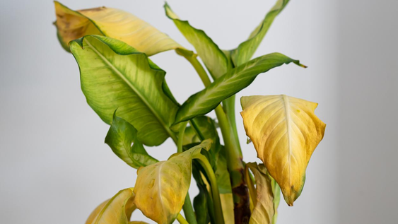 En jardín y jardinería, estas plantas avisan problemas antes de secarse