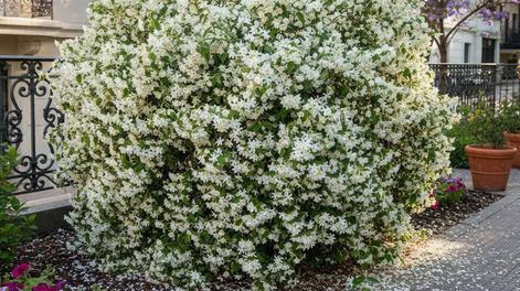 Dónde plantar el jazmín y el secreto para que tenga flores súper perfumadas esta primavera-verano