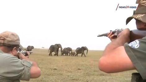 Mataron a un elefante y la familia del animal quiso cobrarse venganza