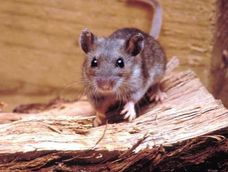 El hantavirus ha aumentado en el país: se duplicaron los casos
