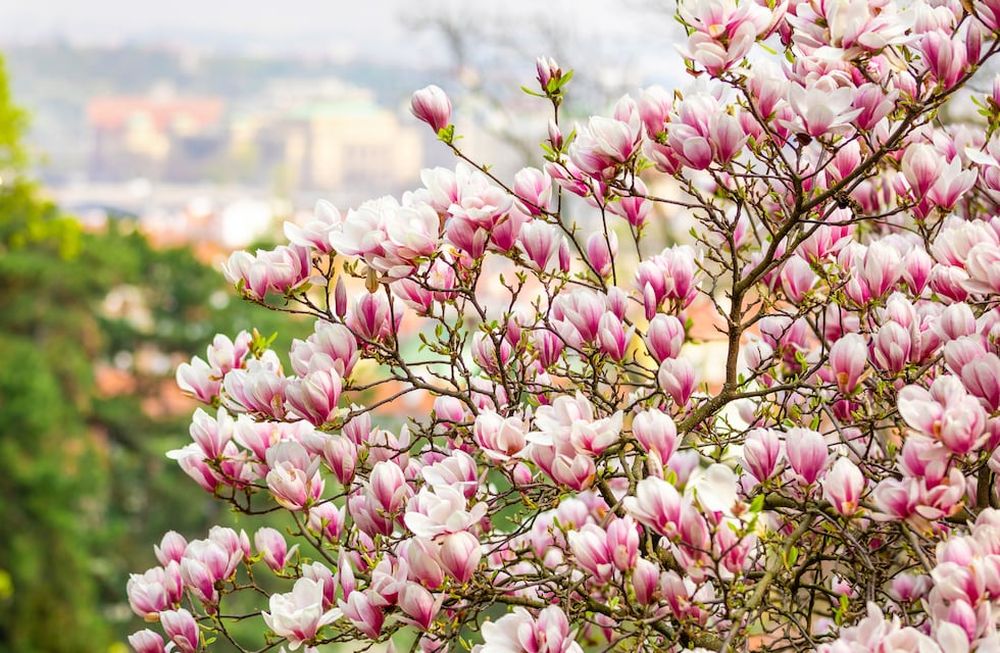 Las magnolias requieren tierras ácidas, por lo que se recomienda, al plantarlas y durante el ciclo vital, incorporar anualmente pinocha al suelo para mejorar su acidez.