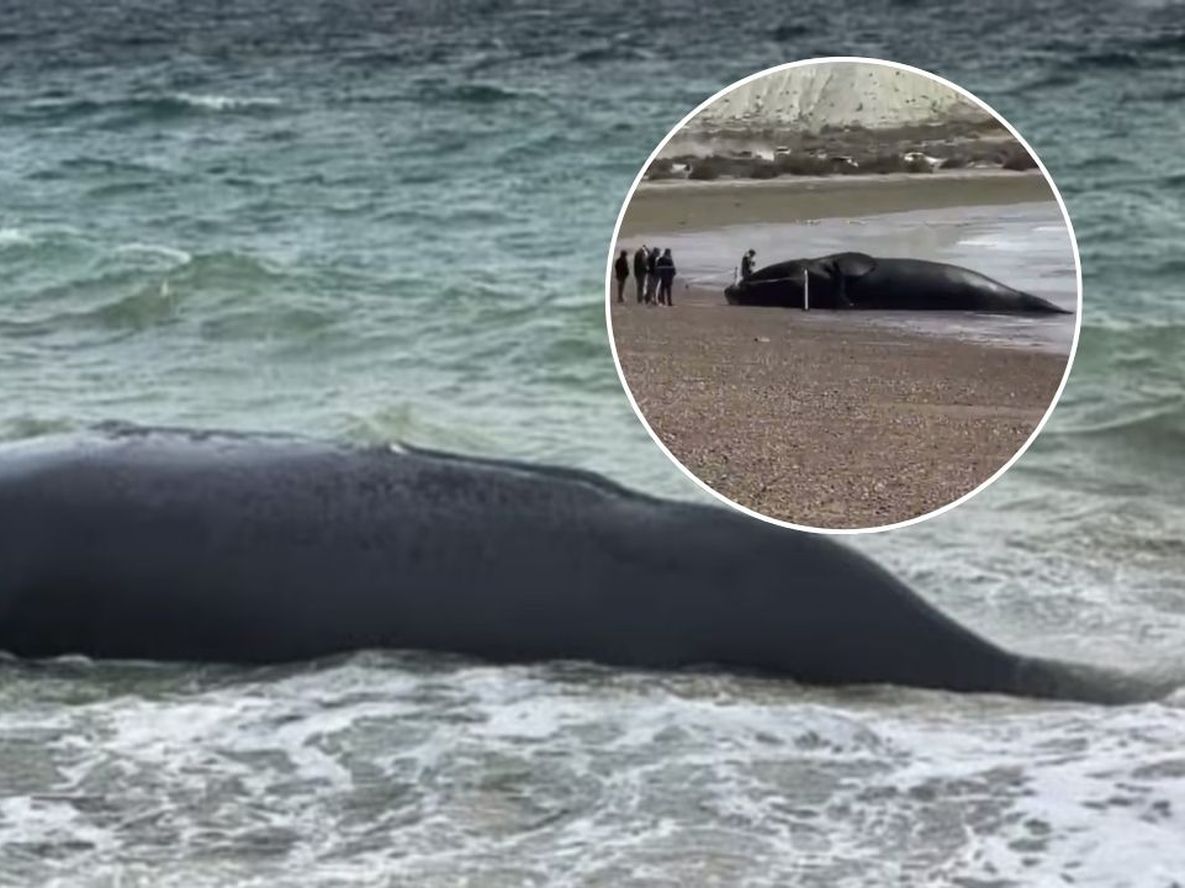 Alarma en Puerto Madryn: encontraron cinco ballenas muertas en menos de 48 horas y temen una mortandad récord.