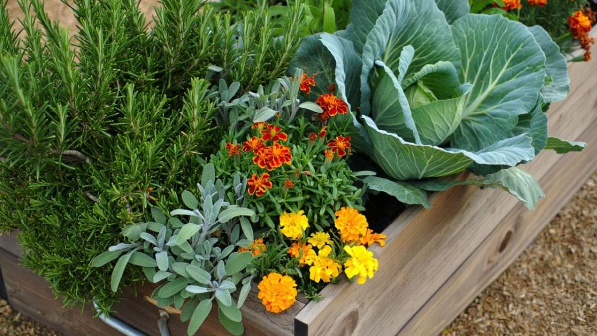 La especia que debe cultivarse en el jardín para evitar plagas todo el año: las plantas crecen saludables