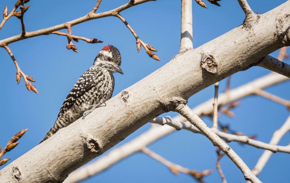 Los pájaros necesitan un refugio natural abierto para la reproducción saludable del jardín.