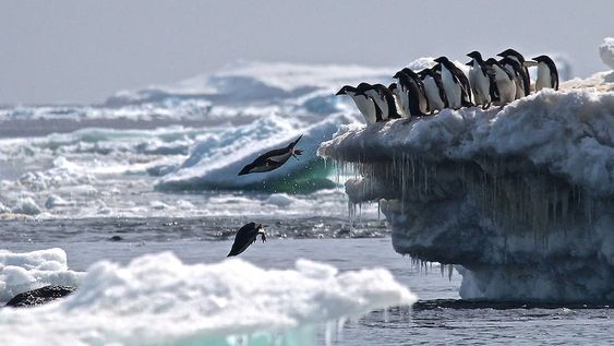 El objetivo de la alianza de las comunas locales y la Red Argentina de Municipios ante el Cambio Climático, es ejecutar acciones tendientes a la mitigación y/o la adaptación del cambio climático, evitando de esa forma la pérdida de la biodiversidad y poner en peligro la supervivencia de diversas especies.