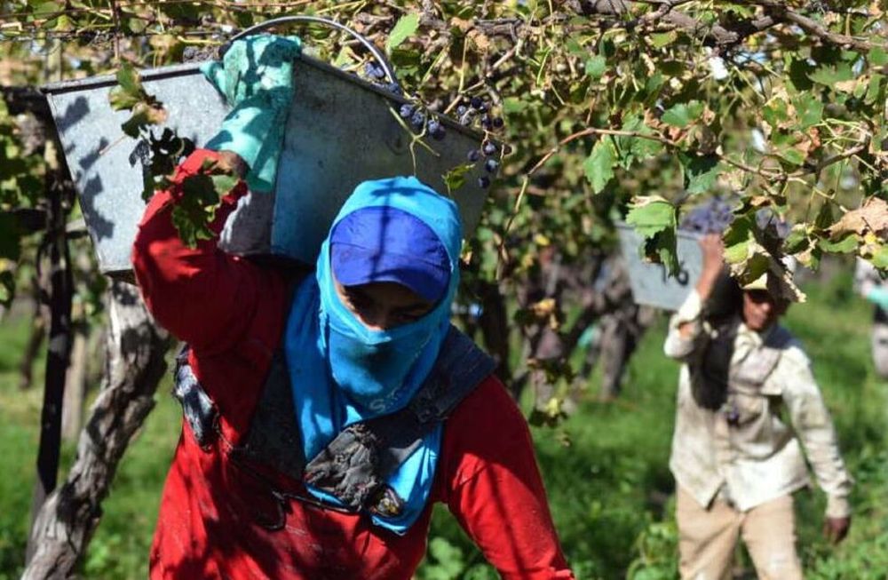 Carga impositiva en vitivinicultura llega al 51%