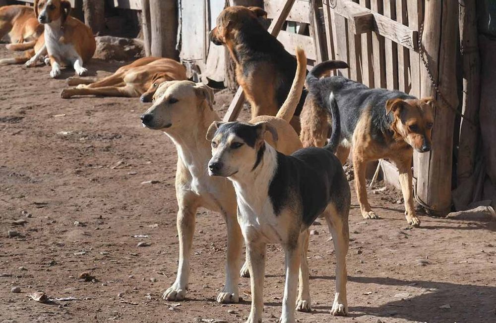 Especialistas destacan que los perros en grupo actúan por instinto, en jauría y muchos de los perros callejeros no han sido domesticados. Foto: Orlando Pelichotti / Los Andes