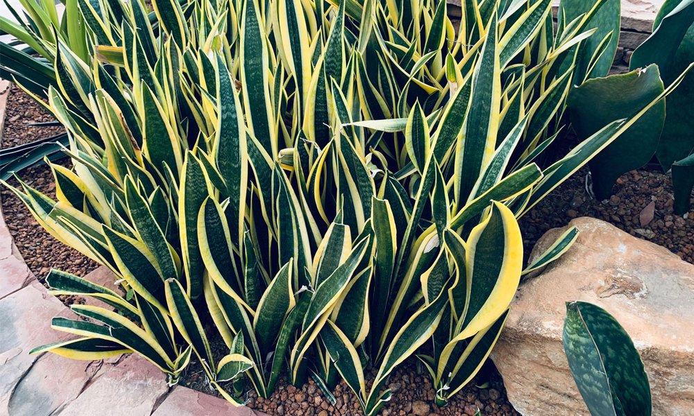 house plant fertilizer sticks GreenStix