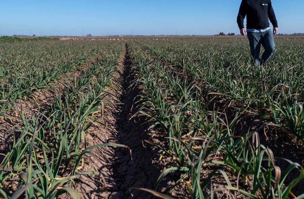 AJO. Es una de las cosechas de mano de obra intensiva en la provincia. Por ahora aseguran que con los locales no se podrá levantar todo a tiempo. / Ignacio Blanco