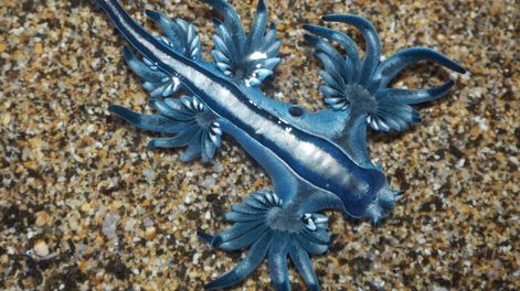 Cómo reconocer al dragón azul, el molusco venenoso por el que están cerrando playas.