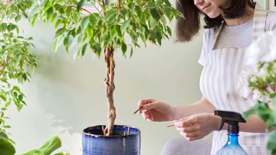 El árbol que todos quieren en su jardín porque no ensucia y da sombra todo el día