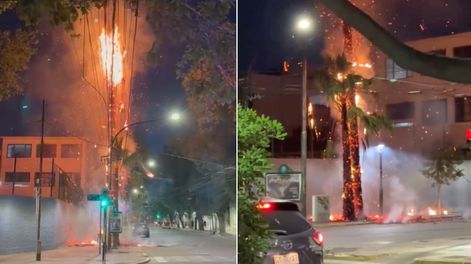 Se incendió una palmera en pleno centro de Mendoza y generó temor. Foto: Captura de video