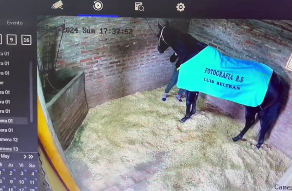 El momento en el que el jockey inyecta al animal.