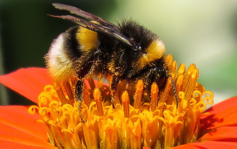 Proteger los insectos buenos es una buena idea de no usar pesticidas. Proteger los insectos buenos es una buena idea de no usar pesticidas.