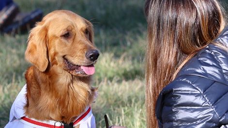 Maipú dio a conocer el cronograma para su Móvil Veterinario gratuito