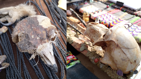 Imágenes tenebrosas: secuestran artesanías hechas con restos de osos hormigueros y otros animales protegidos. Foto: Secretaría de Ambiente y Energía