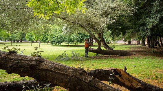 Hay que plantar al menos 35.000 forestales. Resta saber cuántos de los relevados no están en buenas condiciones o muertos y deben cortarse, lo que aumentará esa cifra. Foto: Ignacio Blanco / Los Andes