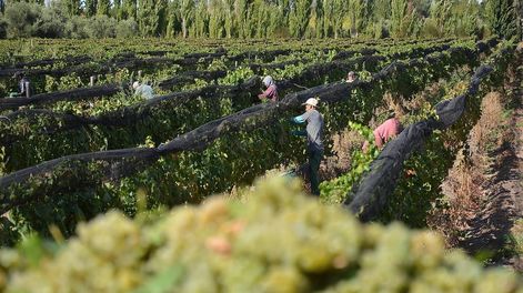 Más del 80% de los productores del Valle de Uco denuncian peores rendimientos en la cosecha 2022
