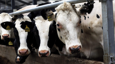 Francia registró la primera muerte humana por el virus Shamonda que se creía exclusivo de vacas