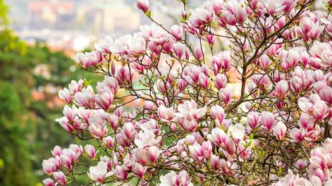 Los Andes | Las magnolias requieren tierras ácidas, por lo que se recomienda, al plantarlas y durante el ciclo vital, incorporar anualmente pinocha al suelo para mejorar su acidez.