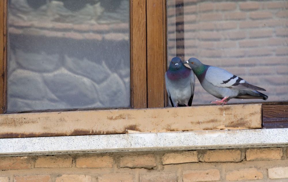Existen diferentes formas simples para que los pájaros no se confundan por el reflejo del sol y sin gastar dinero.