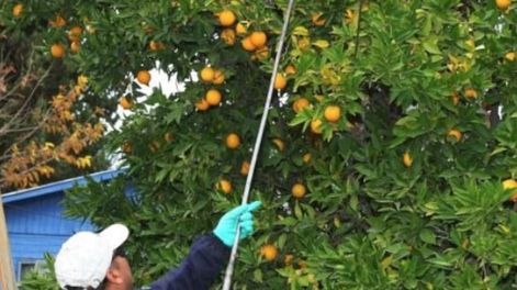 Iscamen pone a disposición las brigadas que cosechan cítricos en forma gratuita en los hogares, para combatir la mosca del Mediterráneo.