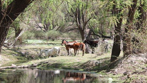 Tupungato cuenta con grandes paisajes para pasar el día en familia.