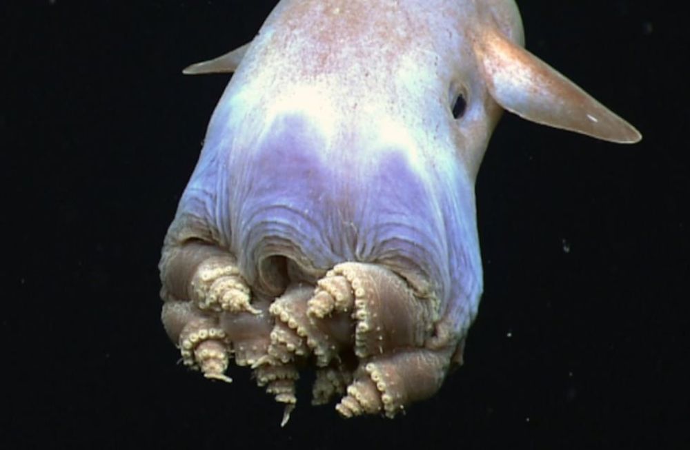 Grimpoteuthis es un género de moluscos cefalópodos del orden de los octópodos que destaca por las extrañas aletas en forma de orejas que irradian de su cabeza. Foto: Gentileza