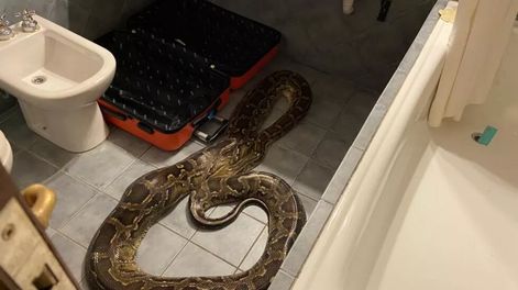 Apareció una pitón en un baño de un hotel de Villa de Merlo.