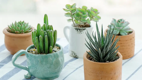 Cuál es el truco de reciclaje para crear una maceta decorativa con sólo 1 material