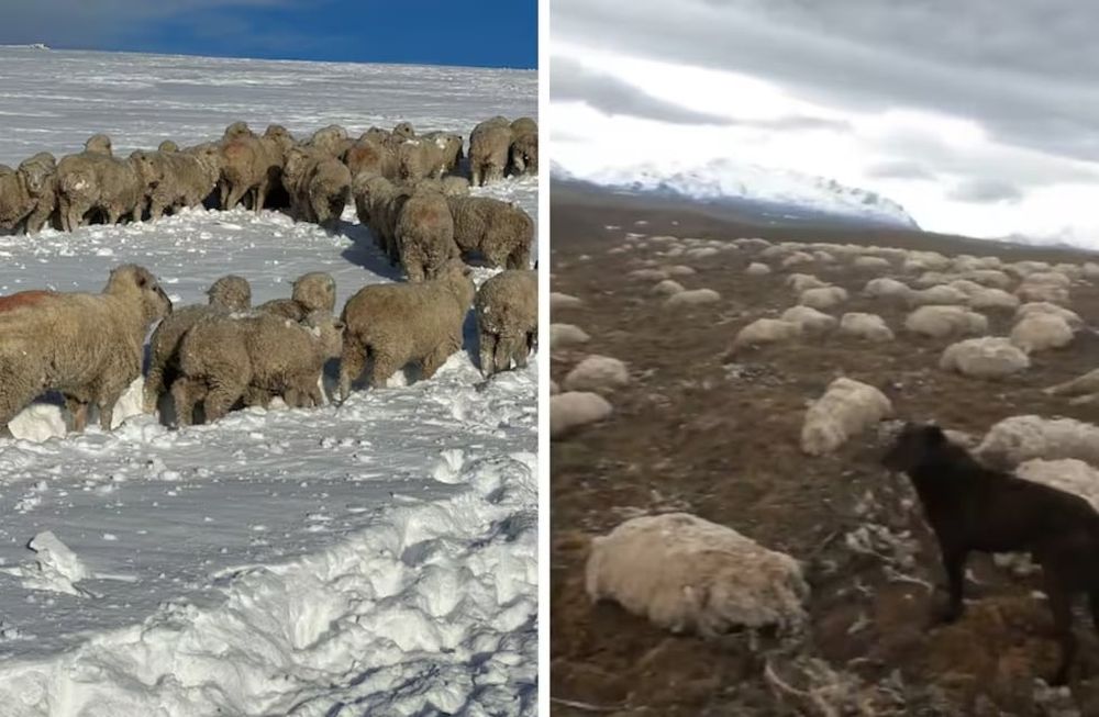 Tras el deshielo, un productor se encontró  con una imagen desoladora.