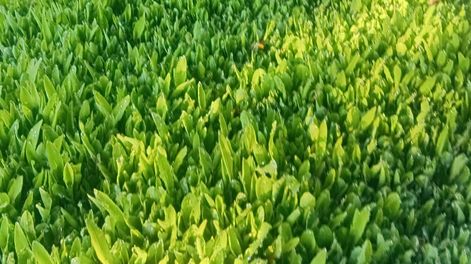Los Andes | hidroponia en Mendoza  hidropónica cultivo bajo techo