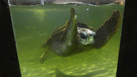 El tortugo Jorge ya recorrió 500 kilómetros en el mar y se encuentra en Uruguay.