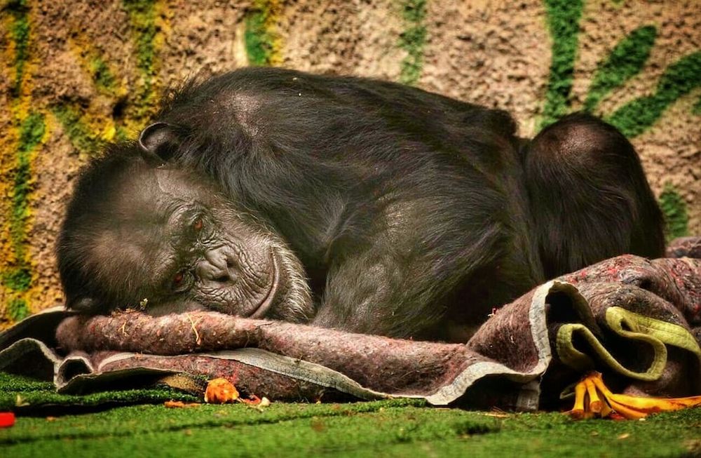 Cecilia, la chimpanzée qui a « ouvert la porte » aux animaux de l'Écoparc. Photo : Claudio Gutiérrez / Los Andes.