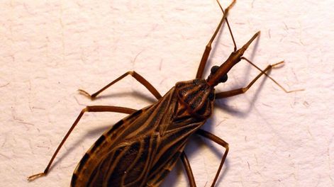 Chagas-Mazza: investigadores premiados para estudiar una vacuna oral