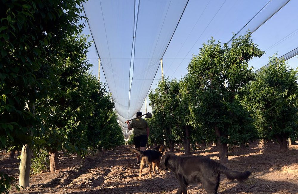 El sector productivo celebró el lanzamiento de créditos con tasas subsidiadas, pero aguarda a conocer los detalles de la convocatoria. Foto: Los Andes
